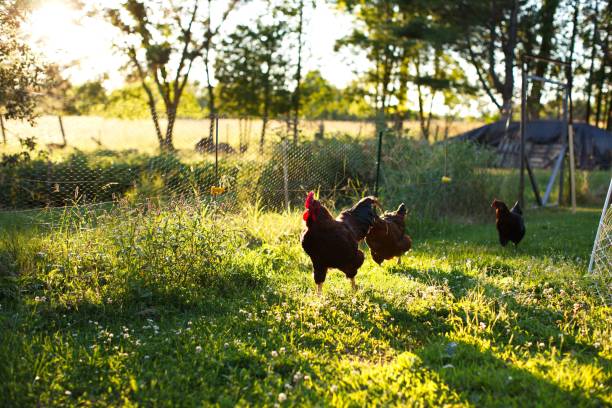 istock Australorp chickens in a meadow on a sunny day 1462966111