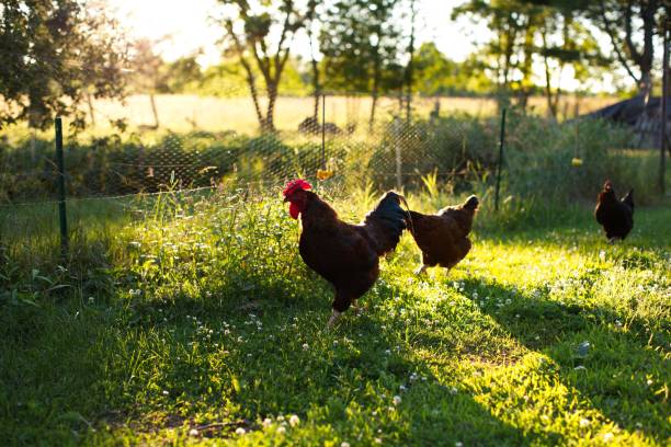 istock Australorp chickens foraging in a meadow on a sunny day 1462966114