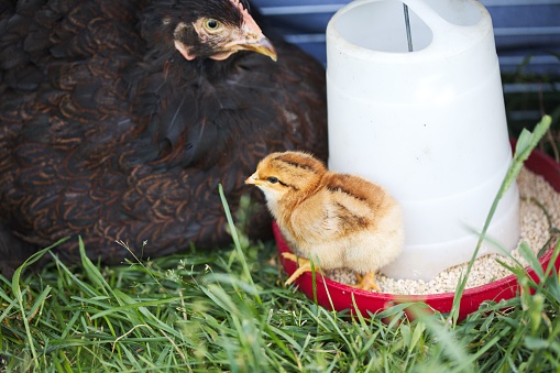 A chicken and black hen near a bird feeder on a farm