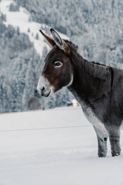 istock Vertical shot of a donkey on a snowy mountainside 1462966532