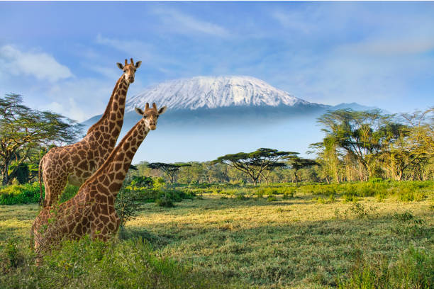 giraffe e kilimangiaro nel parco nazionale di amboseli - kenia foto e immagini stock