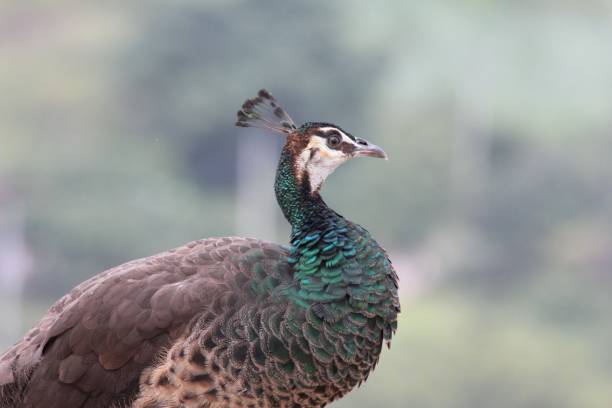 istock Closeup of a Peafowl in a profile side on a blurred background 1462967950