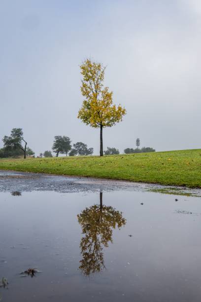 istock Vertical shot of a golden autumn tree reflected on the rain puddle 1462968276