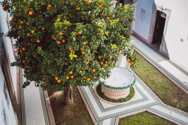 istock Beautiful tangerine tree in a garden 1462968305