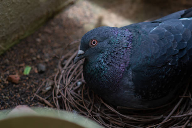 istock Closeup of a pigeon sitting on a nest 1462968312