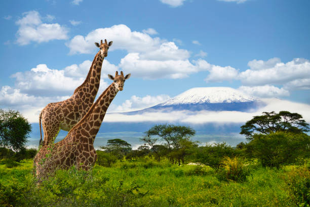 istock Giraffen und der Kilimandscharo im Amboseli Nationalpark 1462968340