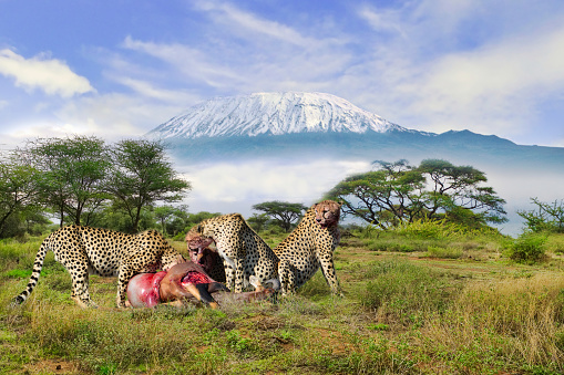 Geparden und der Kilimandscharo im Amboseli Nationalpark