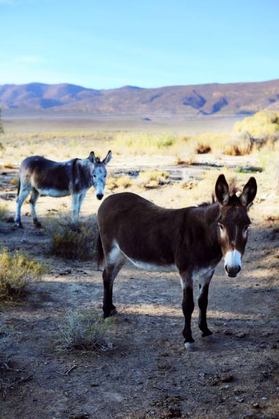 istock Vertical shot of Pyrenean donkeys standing on the dunes with mountain range on the background 1462968632