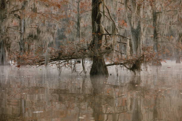 istock Nature in Great Cypress Swamps, USA 1462968697