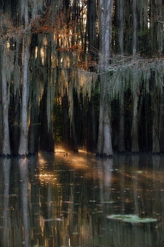 A vertical shot of beautiful unique nature in Great Cypress Swamps, USA