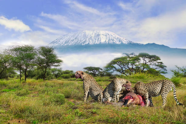 Geparden und der Kilimandscharo im Amboseli Nationalpark