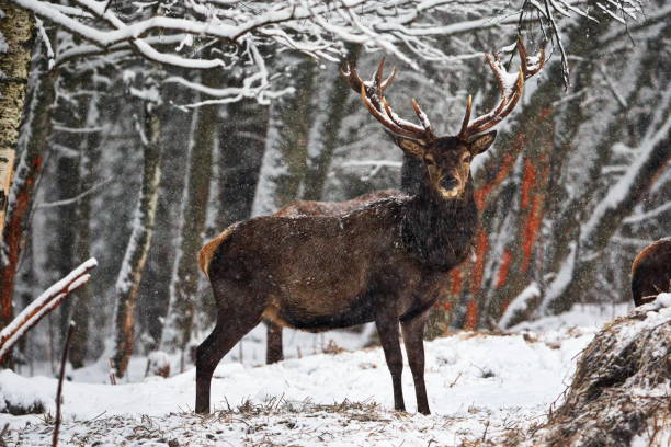 istock Male deer in a snowy forest in Belarus 1462968808