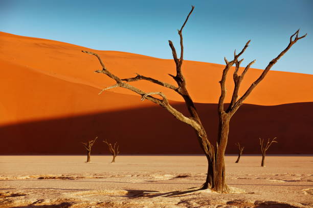tote kameldornbäume vor roten dünen und blauem himmel in deadvlei, sossusvlei, namibia - namibia stock-fotos und bilder