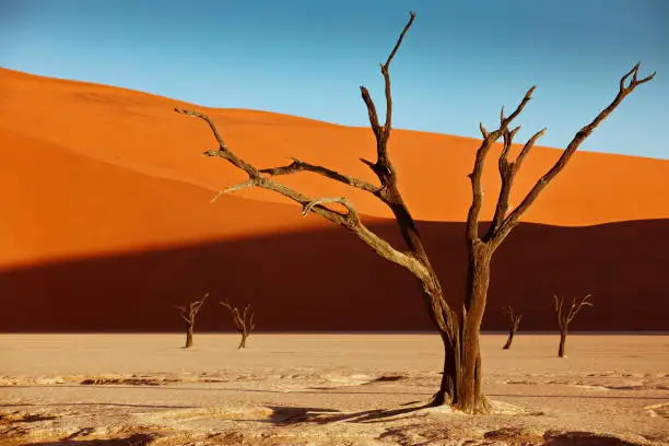 Photo of Dead camelthorn trees against red dunes and blue sky in Deadvlei, Sossusvlei, Namibia