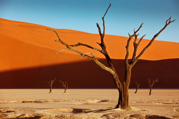 martwe drzewa wielbłądów na tle czerwonych wydm i błękitnego nieba w deadvlei, sossusvlei, namibia - namibia sand dune namib desert desert zdjęcia i obrazy z banku zdjęć