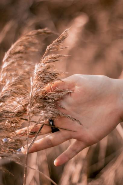 istock Vertical shot of a hand touching wheat 1462969624