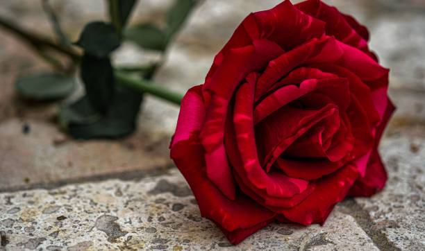 istock Closeup shot of a beautiful red rose 1462969743