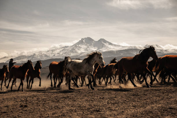 Horses Running Free A lot of of horses galloping in the wilderness. wild animal running stock pictures, royalty-free photos & images