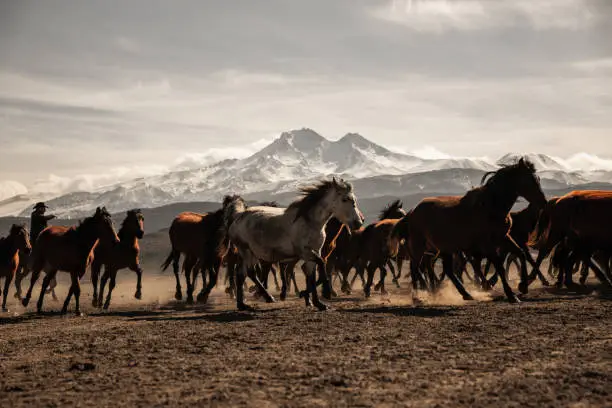 Photo of Horses Running Free
