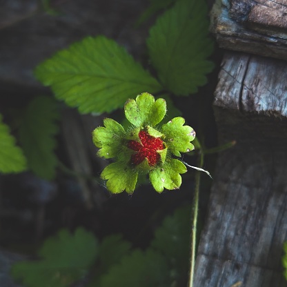 A top view of a tiny mock strawberry plant isolated on a blurred background, close up