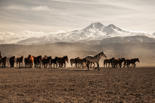 A lot of of horses galloping in the wilderness.