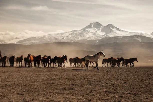 Photo of Horses Running Free