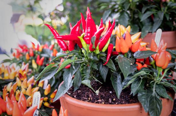 istock Red and yellow peppers growing in plant pots 1462970252