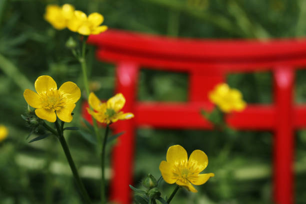 Yellow flowers with miniature Shinto shrine torii gate The yellow flowers with miniature Shinto shrine torii gate torri gate stock pictures, royalty-free photos & images