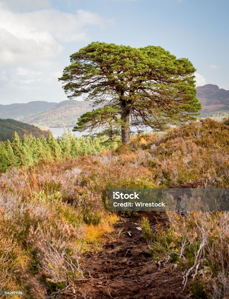 Big tree on top of one of the hills overlooking Glen Affric in the Scottish Highlands on a sunny day A big tree on top of one of the hills overlooking Glen Affric in the Scottish Highlands on a sunny day Blue Stock Photo