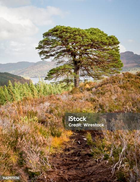 Big Tree On Top Of One Of The Hills Overlooking Glen Affric In The Scottish Highlands On A Sunny Day Stock Photo - Download Image Now