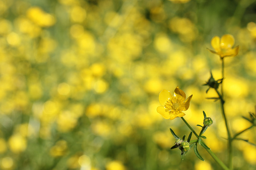 A field of Texas wildflower yellow buttercup ranunculus bulbosus