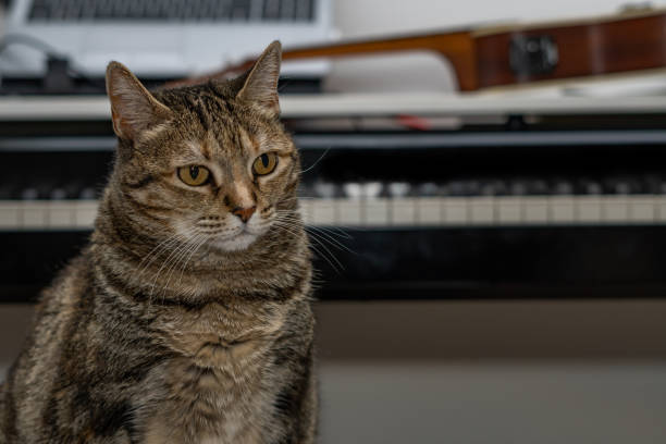 istock common cat sitting with a piano in the background 1462971300