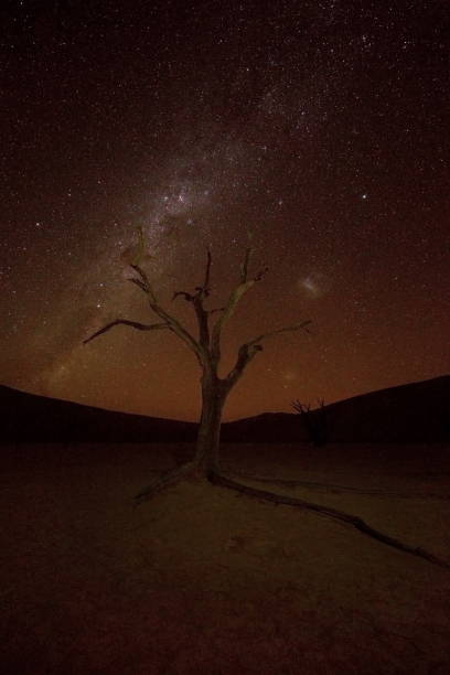 istock Vertical shot a tree under the starry skies in Namibia 1462971826