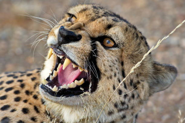 istock Selective focus of a leopard in Namibia national park 1462971864
