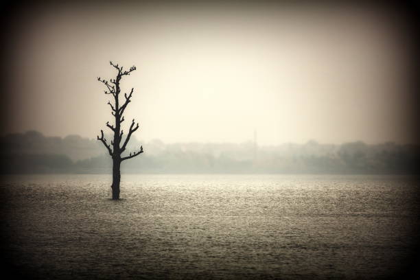 A lonoley bare tree in the field in Moravia, Czech Republic
