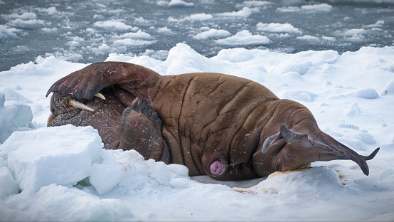 A walrus lying on a floating ice at Svalbard, Norway