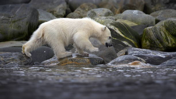 istock Young polar bear on the rocks along the shore in Svalbard, Norway 1462972021