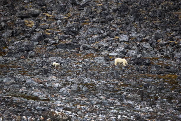 istock Polar bear and its young dangerously traversing a high rock cliff in Svalbard, Norway 1462972054