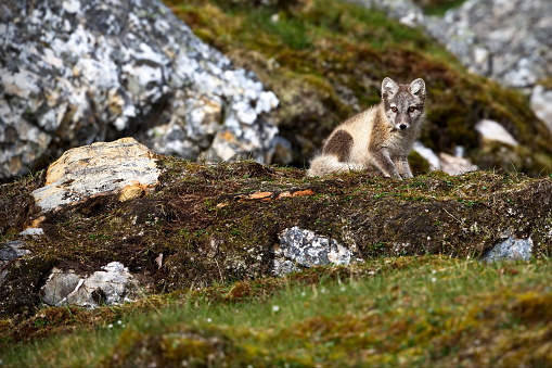 A young  fox sitting alone on the tundra of Svalbard, Norway
