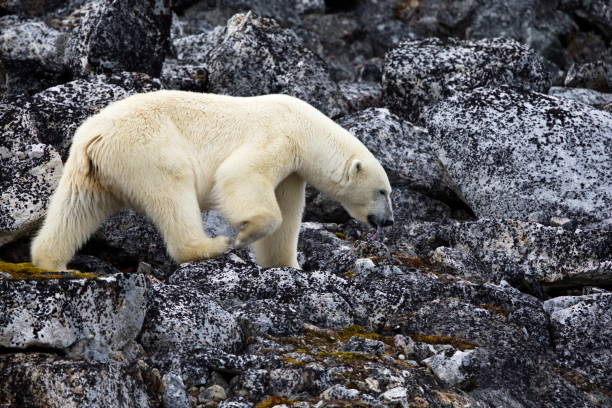 istock Polar bear on a rocky cliff in Svalbard, Norway 1462972070