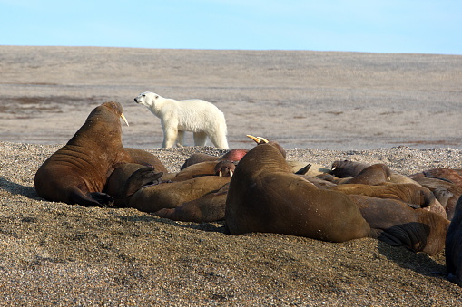 A beautiful shot of seals lying on the ground and a white bear on the background in Svalbard