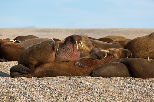 A group of walruses lying on a sandy shore shore at Svalbard, Norway