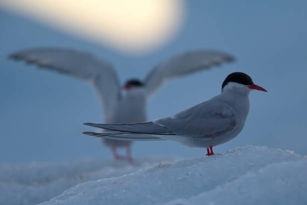 istock Soft focus of a common tern on an icy surface in Svalbard, Norway 1462972151