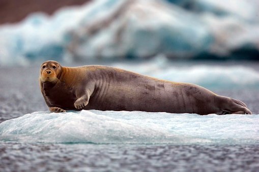 A big Walrus lying on a glacier the snowy habitat in Svalbard on a cold winter day