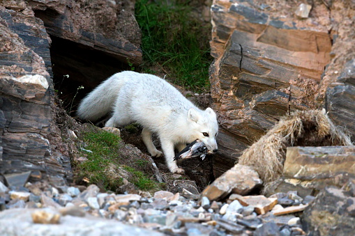 A beautiful shot of a white arctic fox with it's pray walking on the rocks in Svalbard