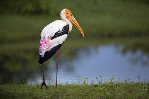 A selective focus of an Indian beak bird standing near the pond in the Sri Lanka park