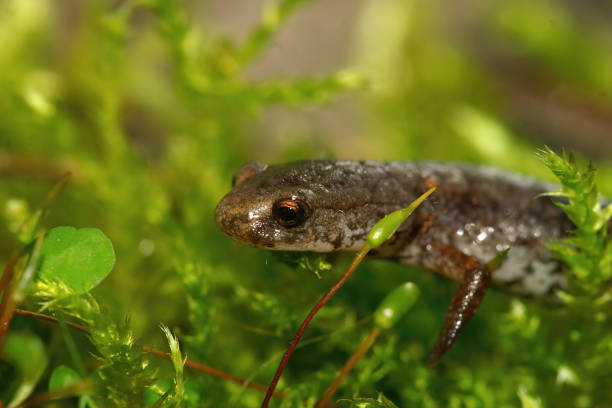 istock Facial closeup on a Foer - toed salamander, Hemidactylium scutatum 1462972477