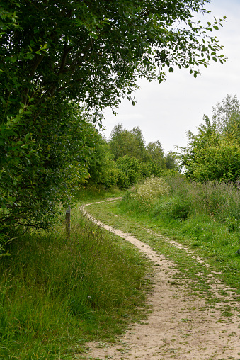 Single track road or footpath through woodland with grass verge