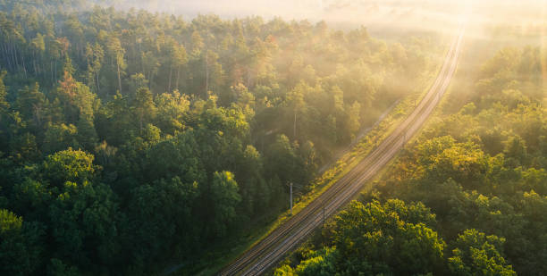 istock The railway runs through the forest. Empty tracks at sunset or dawn. 1462973569