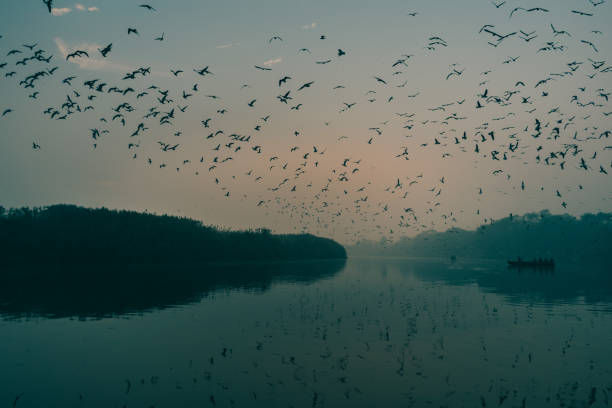 istock Flock of birds flying over a tranquil lake at dusk 1462974249